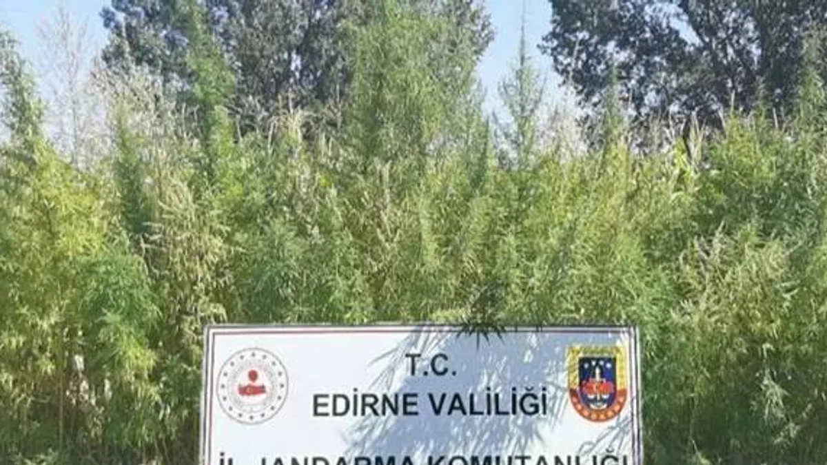 160 bin kök kenevir imha edildi