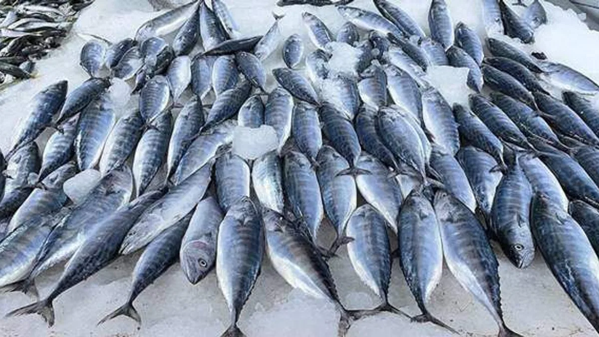 Karadeniz'de deniz suyu sıcaklığı balık avcılığını olumsuz etkiledi