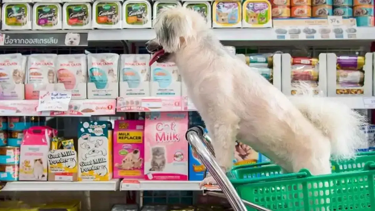 Bursa'da izinsiz petshoplara sıkı denetim