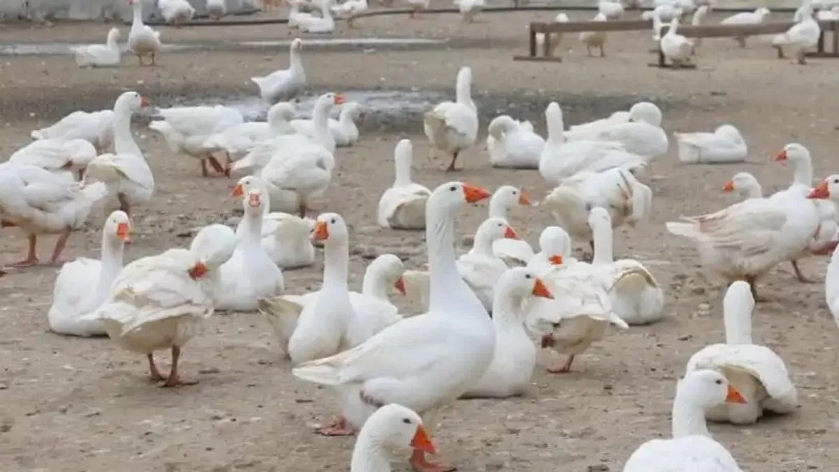 Ordu’da kaz yetiştiriciliği büyüyor