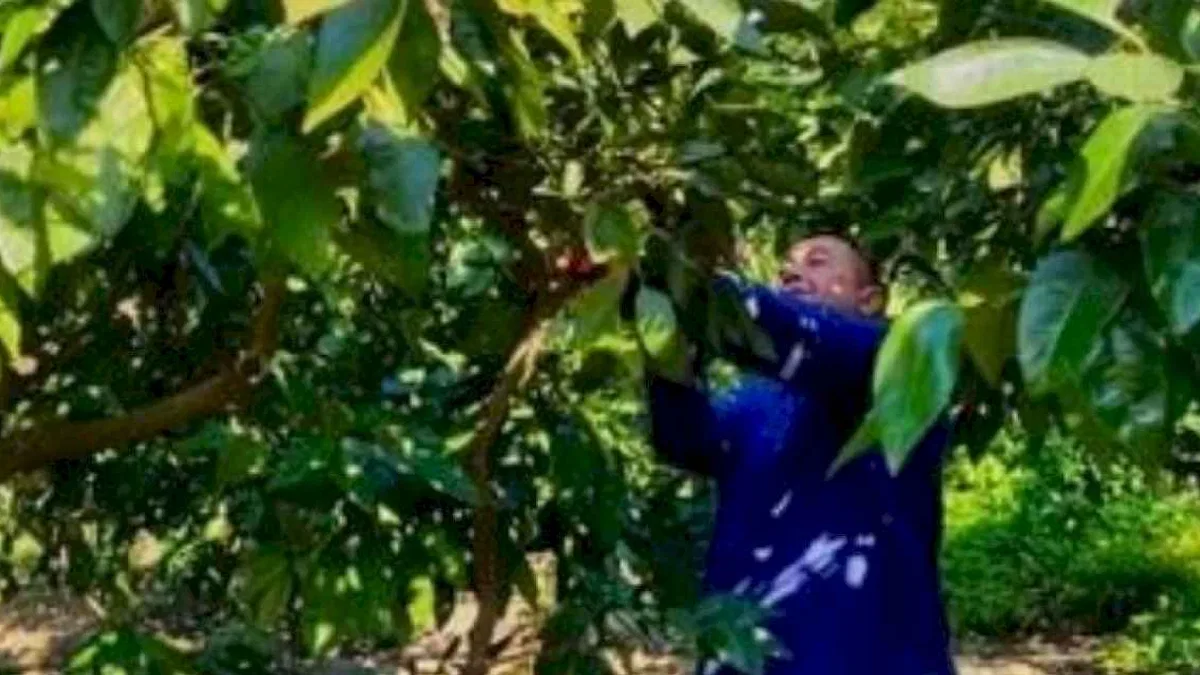 Öğrenciler  atık mandalinaları ekonomiye kazandırıyor
