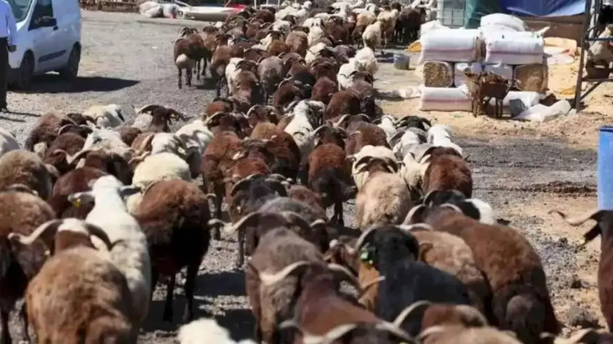 İzmir Karabağlar'da Kurban Bayramı öncesi örnek uygulama