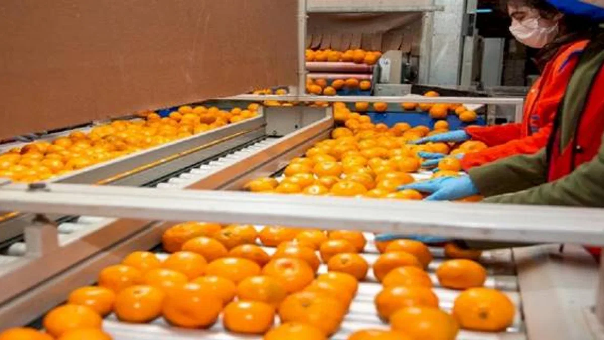 Narenciyede hedef ihracat 1 milyar dolar