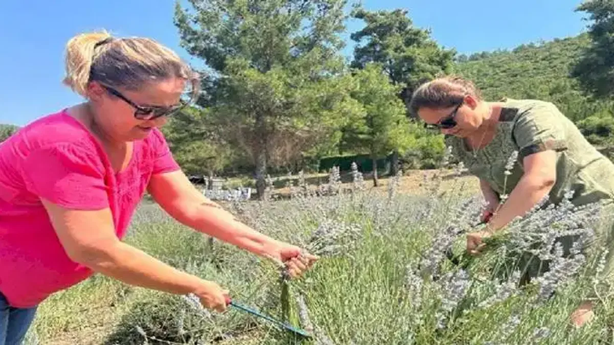Bodrum'da lavanta hasadı başladı