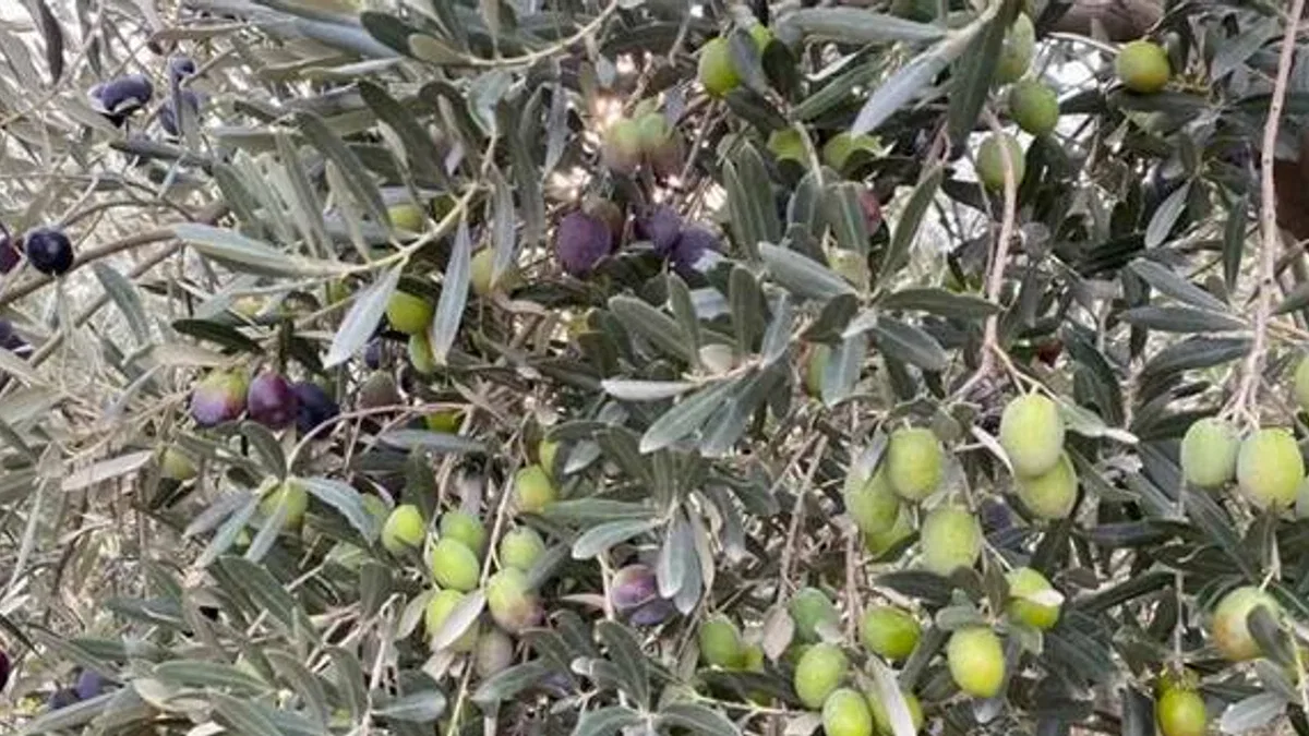 Sofralık zeytin ihracatında tarihi rekor