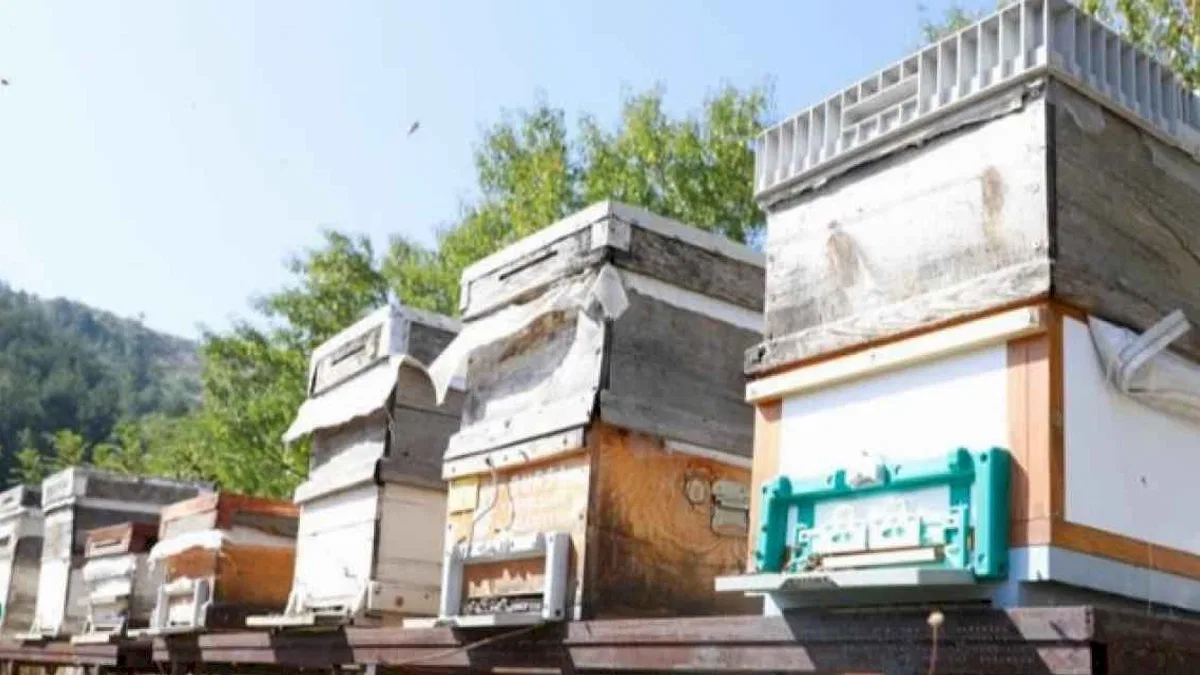 Bursa İnegöl arıcılık ve balda da marka olacak... Karaçalı'na coğrafi işaret alınacak
