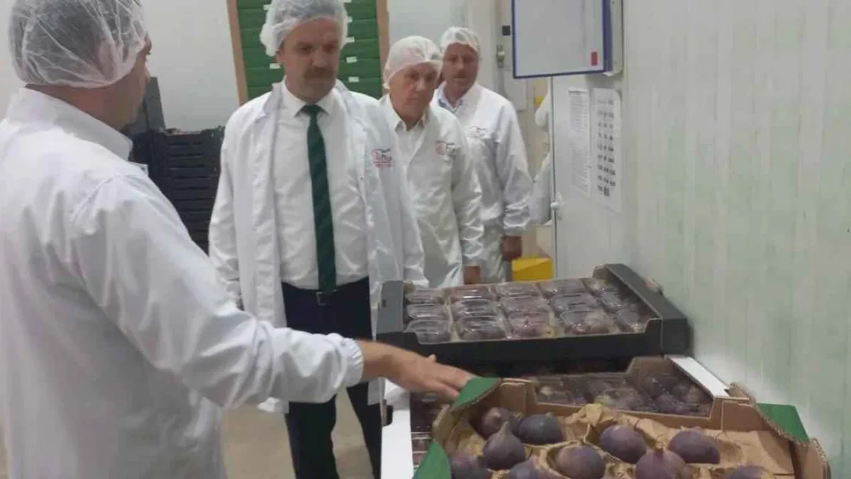 Bursa Siyah İnciri'ne coğrafi işaret denetimi