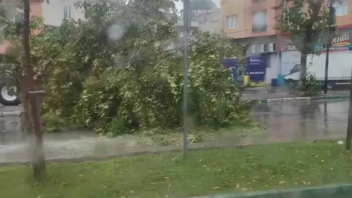 Bursa'da şiddetli yağış ağacı devirdi
