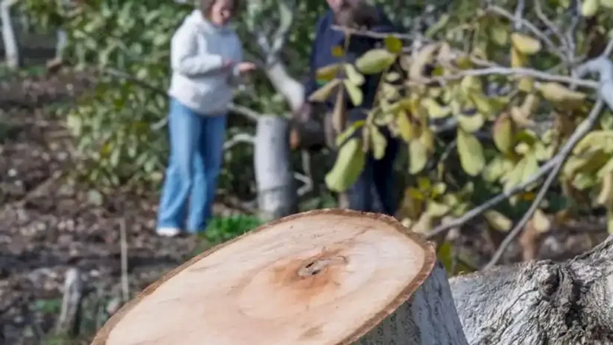 İzmir'de kesilen cevizlerin yerine umut filizlendi