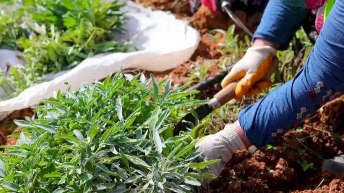 Botanik'te ikinci adaçayı hasadı...  6 ton adaçayı dünyaya ihraç ediliyor