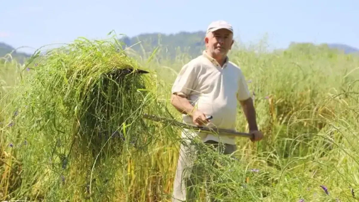 Ordu'da 5’li yem karışımı besicilerin yüzünü güldürdü