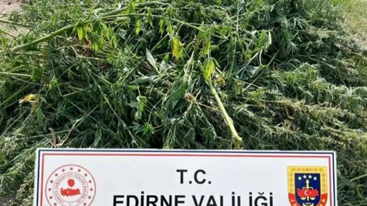 Kenevir ekimi yapan şüpheli yakalandı!