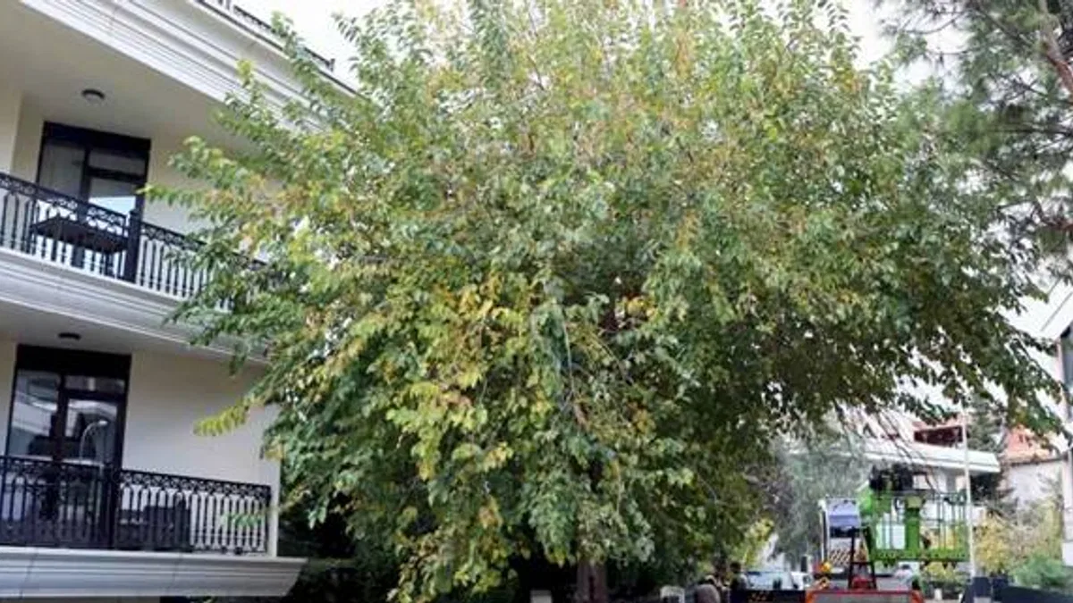 İstanbul Maltepe’de budama çalışmaları başladı