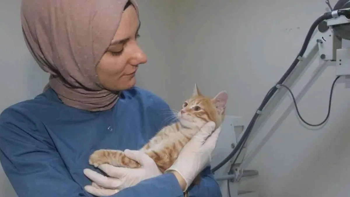Kocaeli Büyükşehir patili dostlara sahip çıkıyor