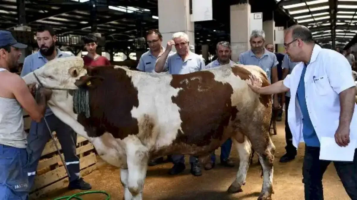 Osmangazi Belediyesinde Kurban Bayramı hazırlığı