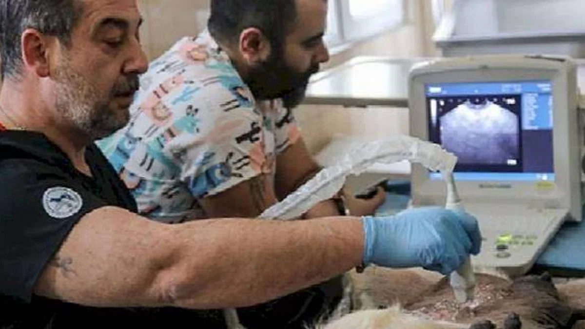 Çankaya Belediyesi Veteriner Hekim ve Teknikerleri Bilimin Işığıyla İlerliyor