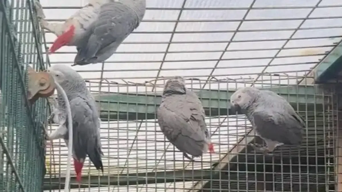İstanbul'da kaçak yaban hayvanı operasyonu