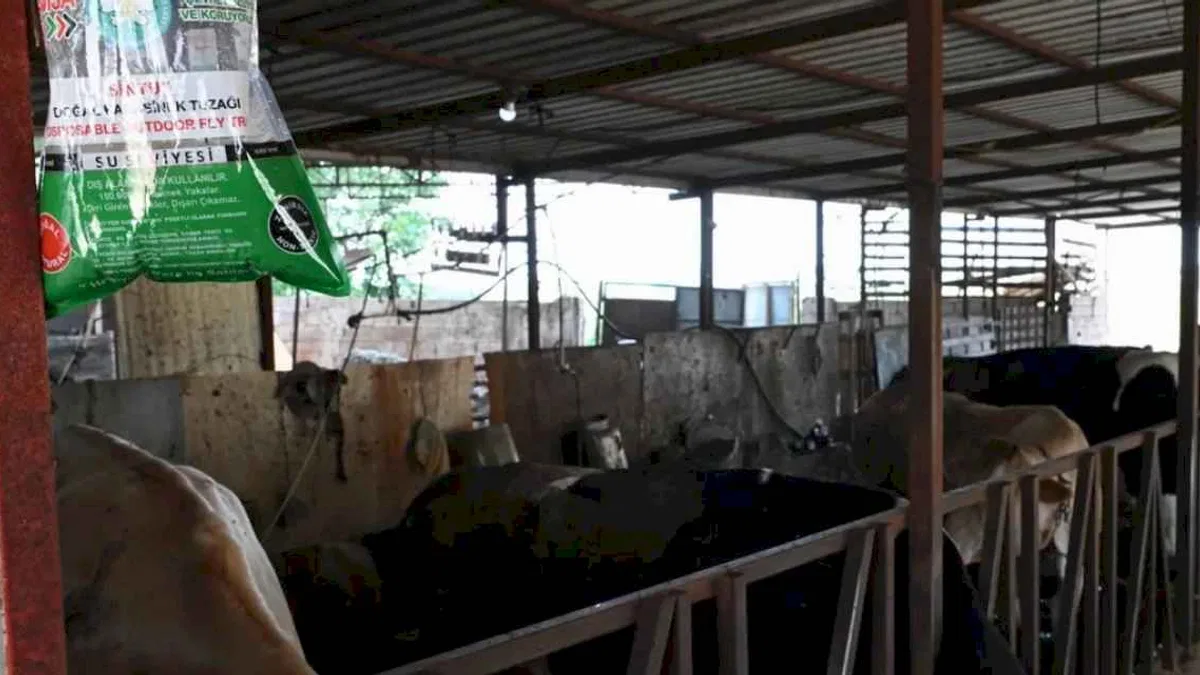 Manisa’da karasineğe karşı tedbir