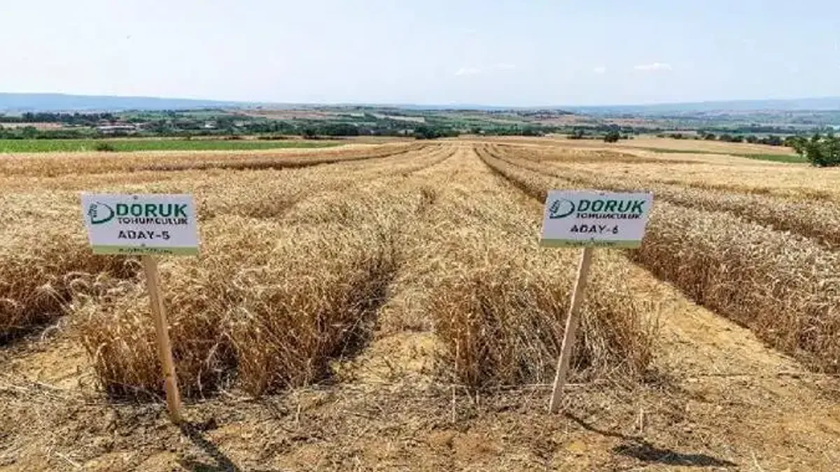 Yerli ve milli ata tohum çeşitleri ile verim hedeflendi