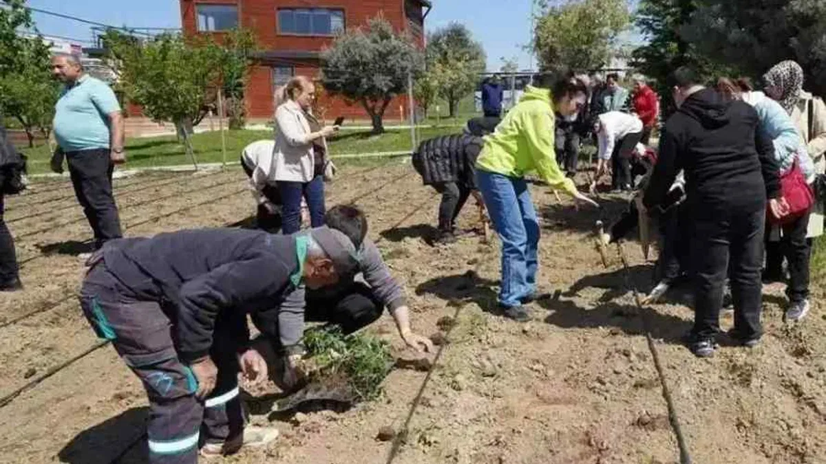 İstanbul Beylikdüzü'nde yazlık fideler toprakla buluştu