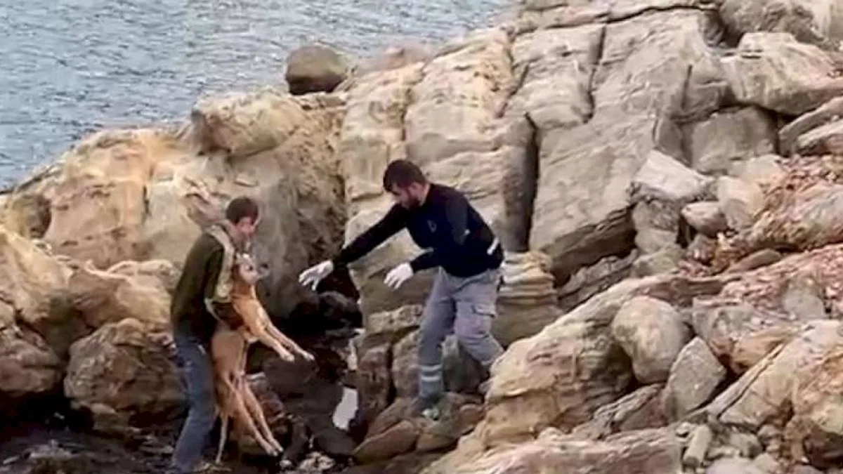 Bodrum'da denize düşen köpek kurtarıldı