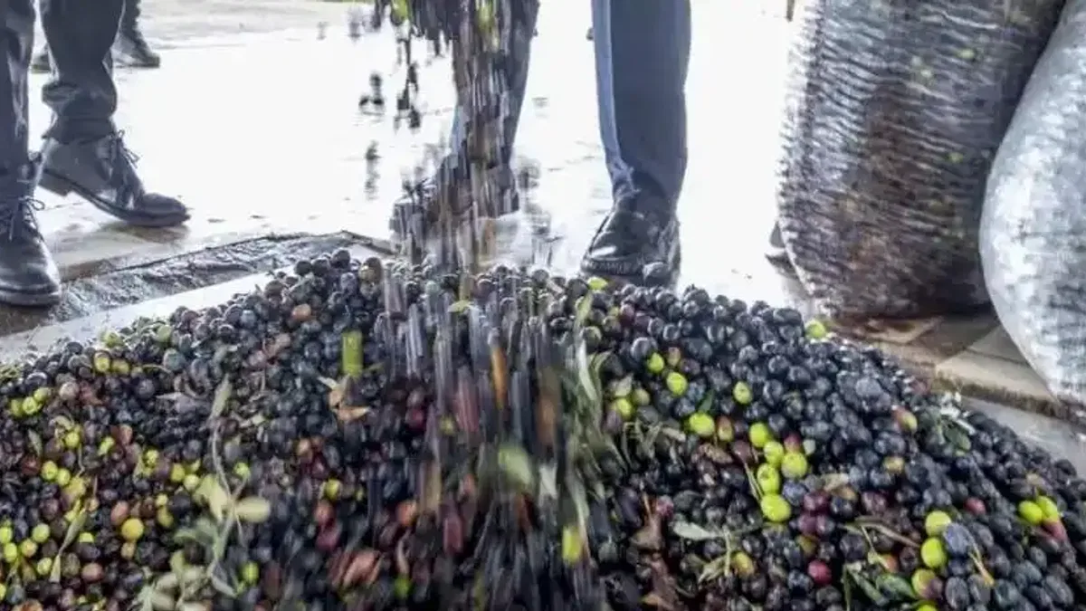 İzmir zeytini için dev adım... Zeytin ve zeytinyağı markalaşma yolunda