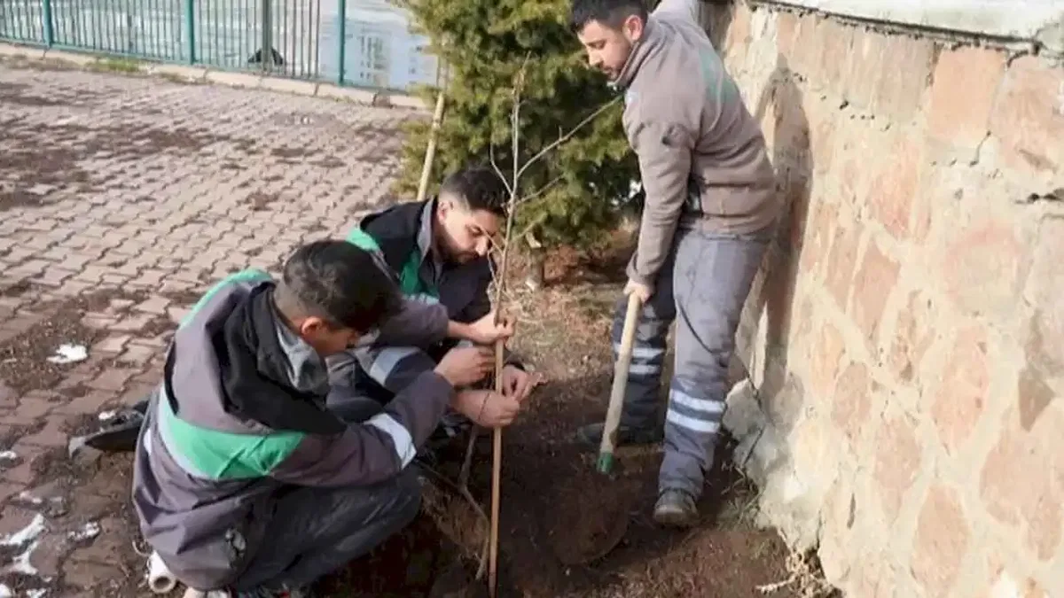 Kayseri Talas'ın kamu alanlarına kestane fidanı