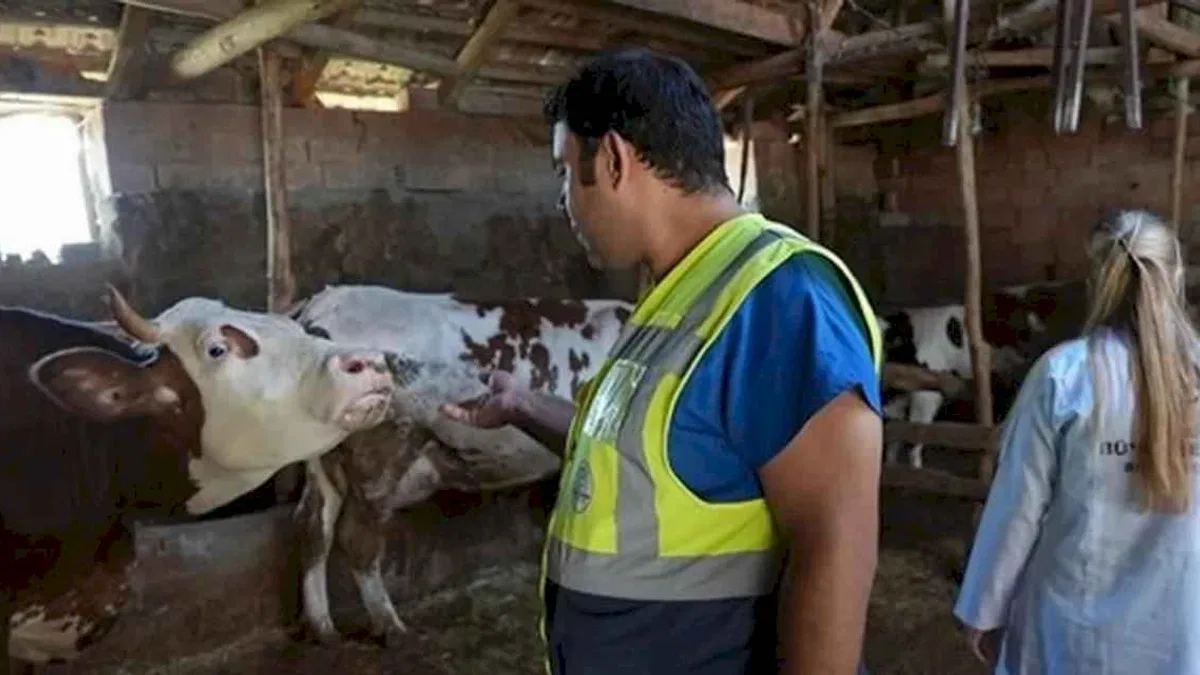Denizli Büyükşehir’den üreticilere ücretsiz veterinerlik desteği