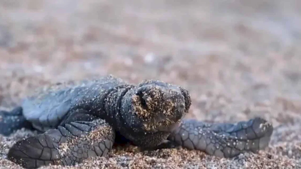 40 bin 285 yavru deniz kaplumbağası denize ulaştı