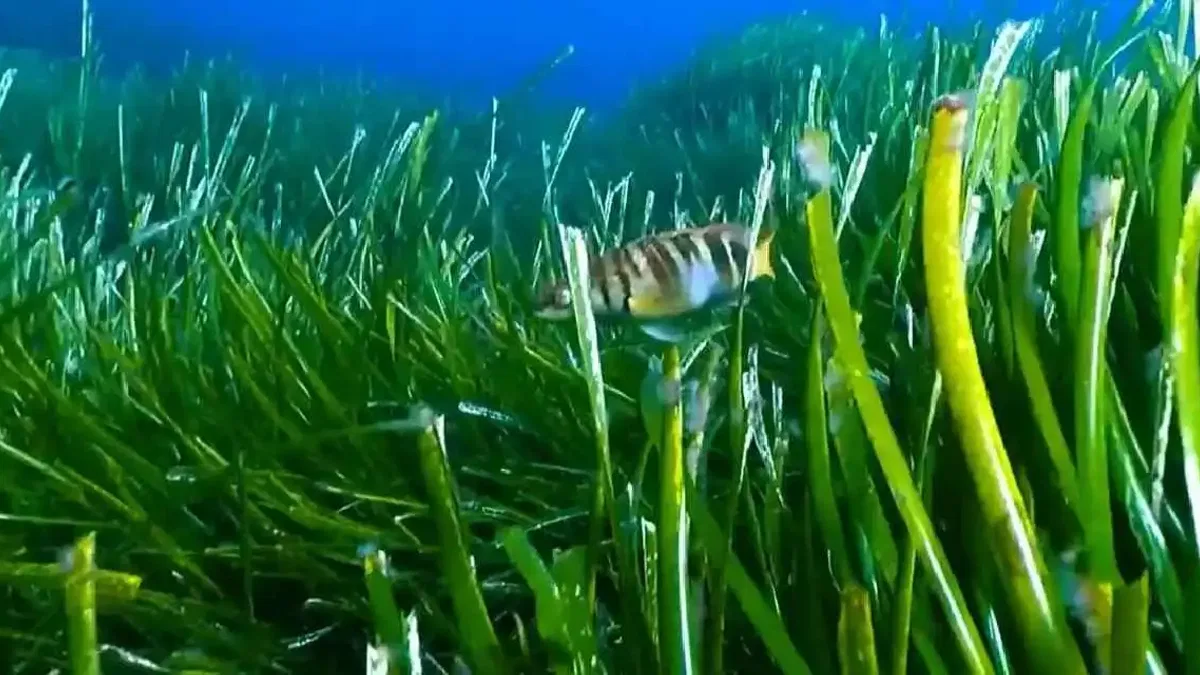 Deniz çayırları Akdeniz'e nefes veriyor... Koruma için Göcek pilot bölge oldu