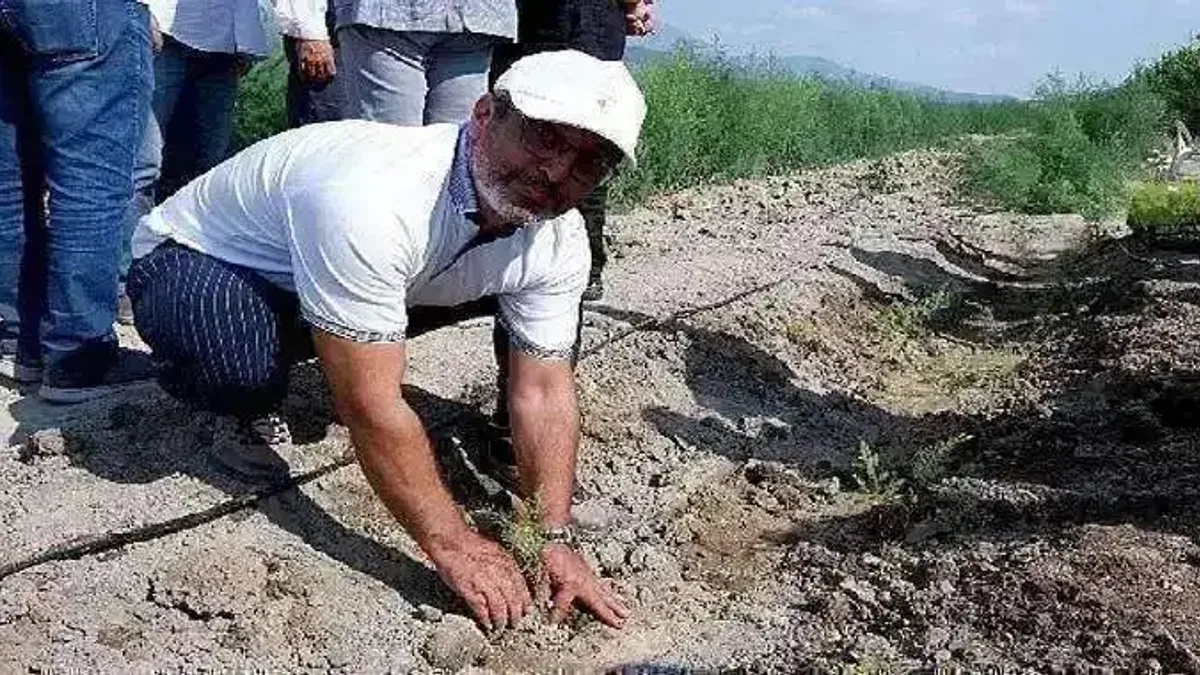 Kuşkonmaz üreticisi Sparga1 Tarım A.Ş., 400 dönümlük alanda dikim faaliyetine başladı