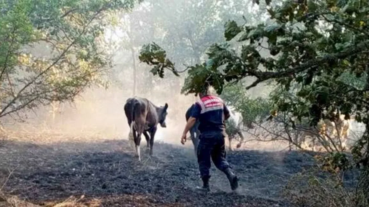 Edirne Jandarma, Lalapaşa'da yangında hayvanları kurtardı