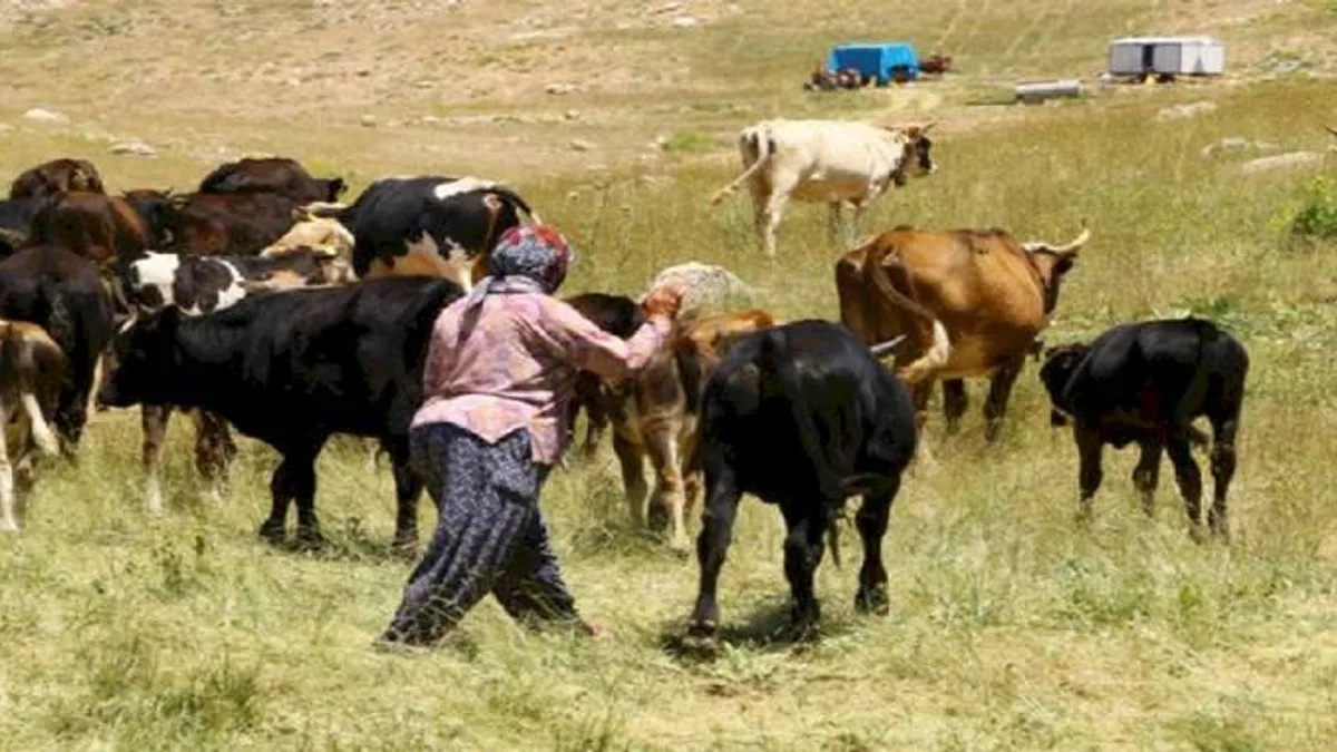 Hayvancılıkta bir ilk! Çoban haritası çıkartılıyor