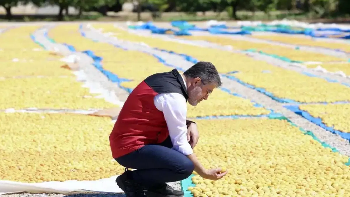 Malatya kayısısında bereket