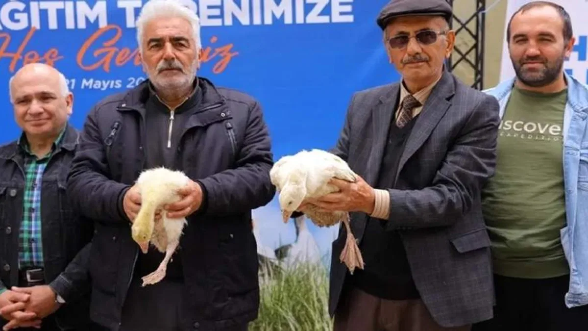 Samsun Büyükşehir'den üreticiye kaz desteği