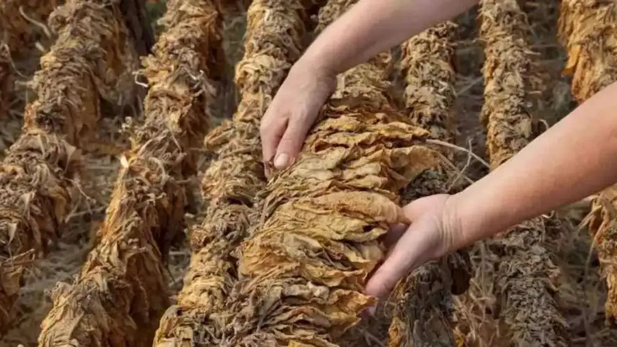 Tütün sektörü bu yıl 80 bin ton üretim hedefi koydu