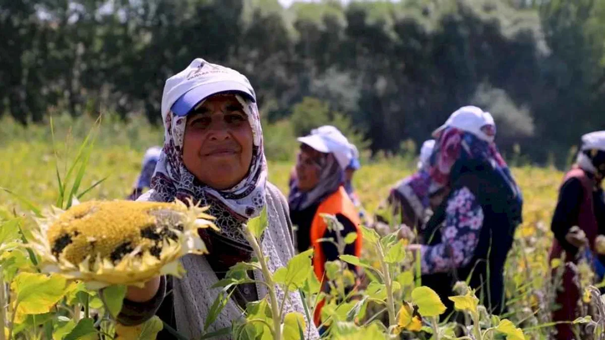 Ayçiçeği hasadı başladı ama çiftçiler verimi alamıyor!