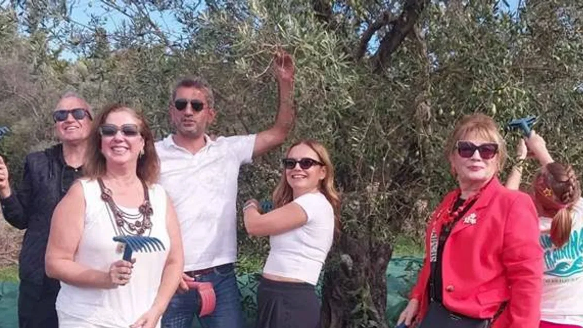 Urla'da zeytin hasadı etkinliği