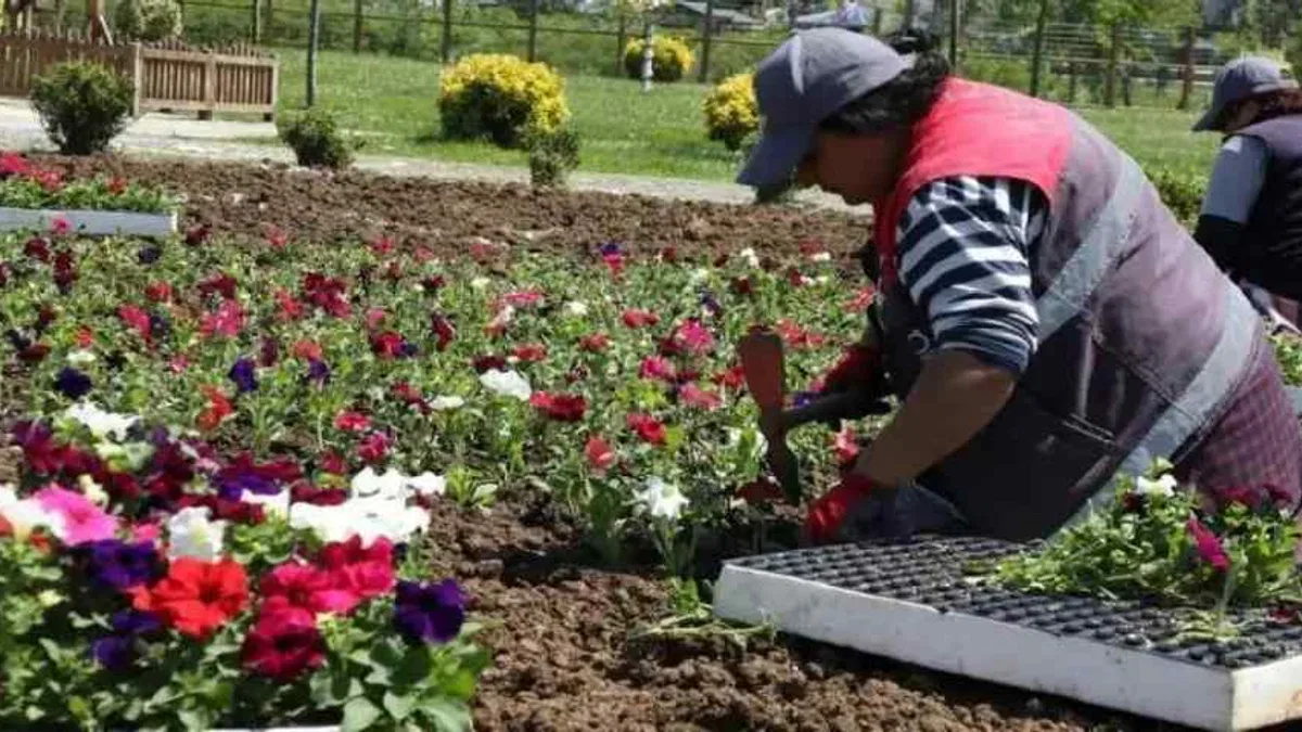 Ordu’nun çiçekleri Büyükşehir seralarında üretiliyor