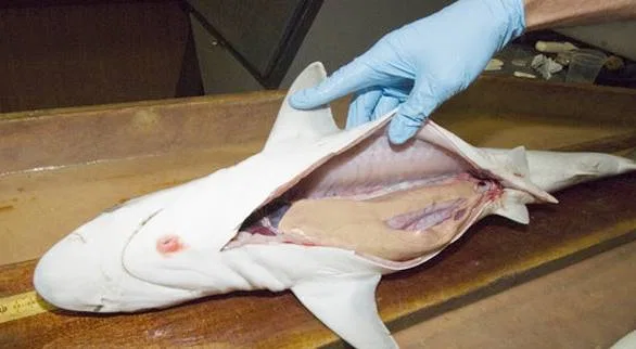 shark.jpg