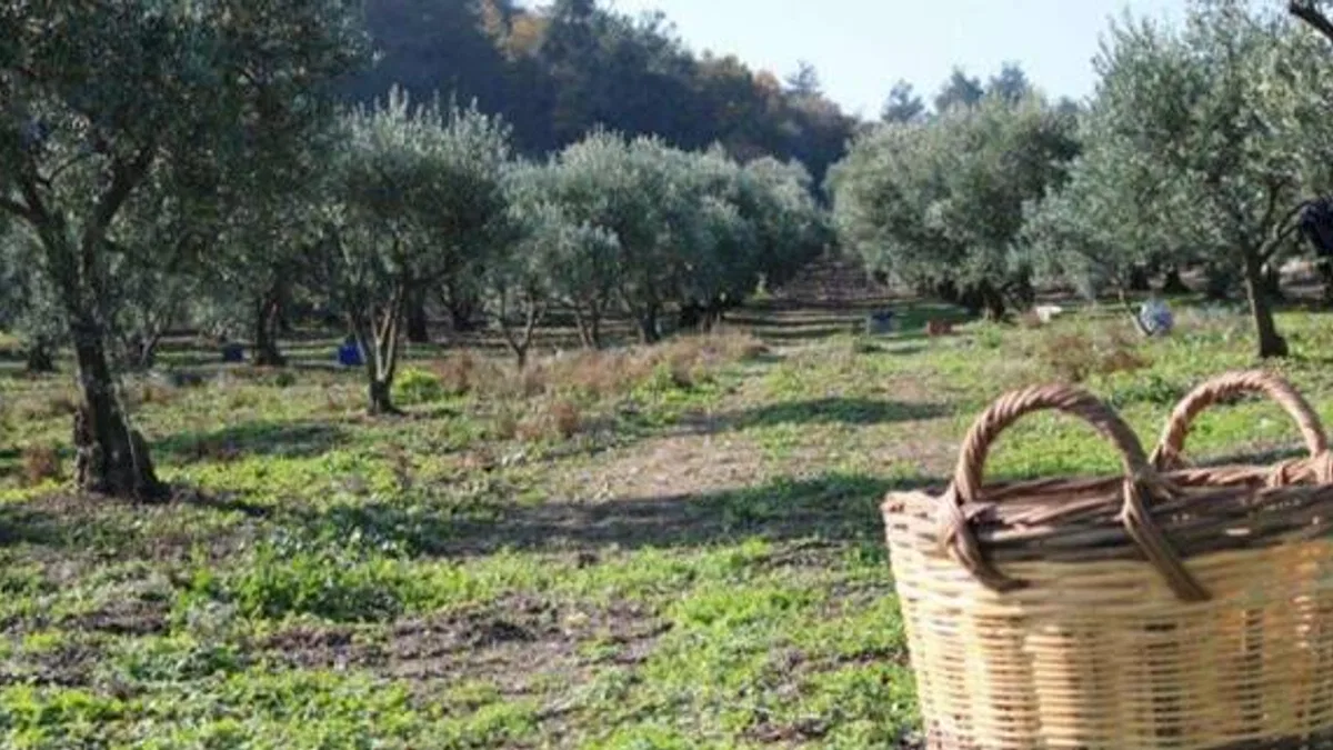Zeytin üreticisine ürün bedellerinin yarısı yatırılıyor