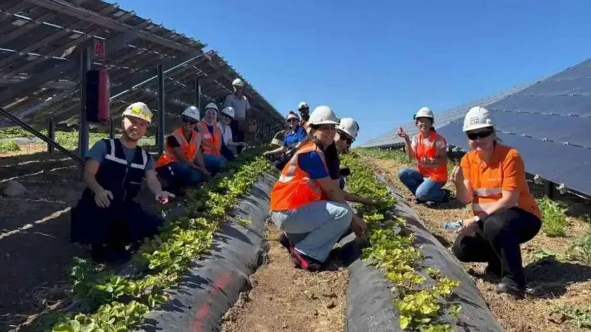Enerjisa Üretim Agrivoltaik Tarım Uygulamaları ile 5 Ton Hasat Yaptı