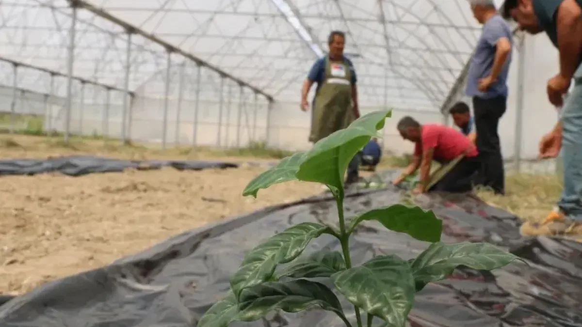 Adana’da kahve üretimi için ilk fidan toprakla buluştu