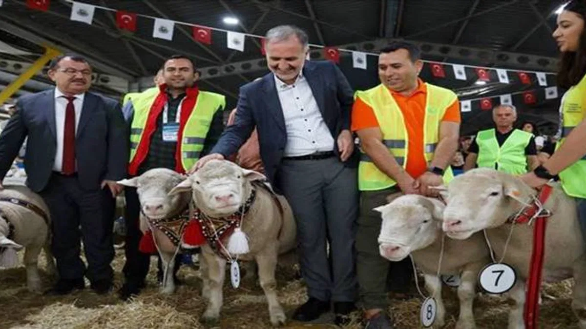 İnegöl'de Podyum Koç ve Süs Tavuklarının