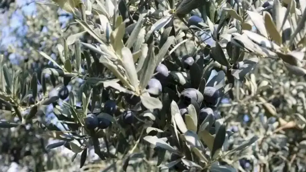 Marmarabirlik rekor seviyede rekolte bekliyor