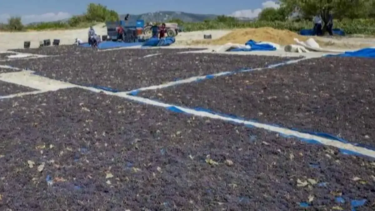 Coğrafi işaretle 'Gülnar Kuş Üzümü' değer kazandı