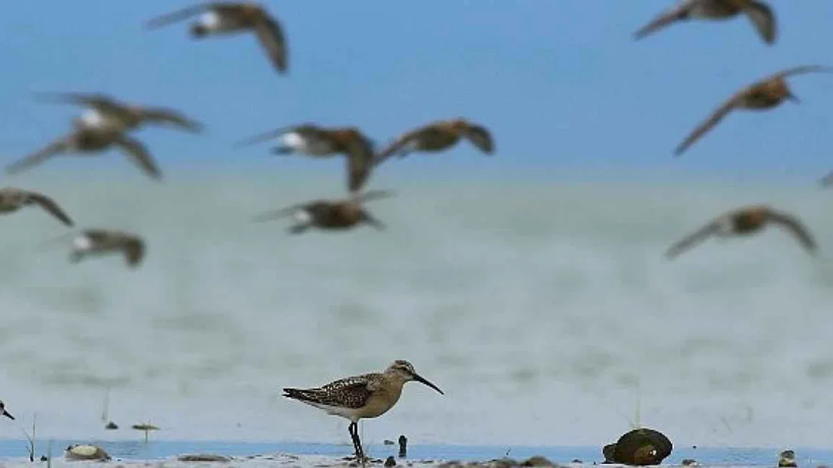 Dünya Doğa Koruma Birliği (IUCN) 16 kuş türünün durumunun kötüye gittiğini açıkladı, bunlardan 5'i Türkiye'de görülen türler.