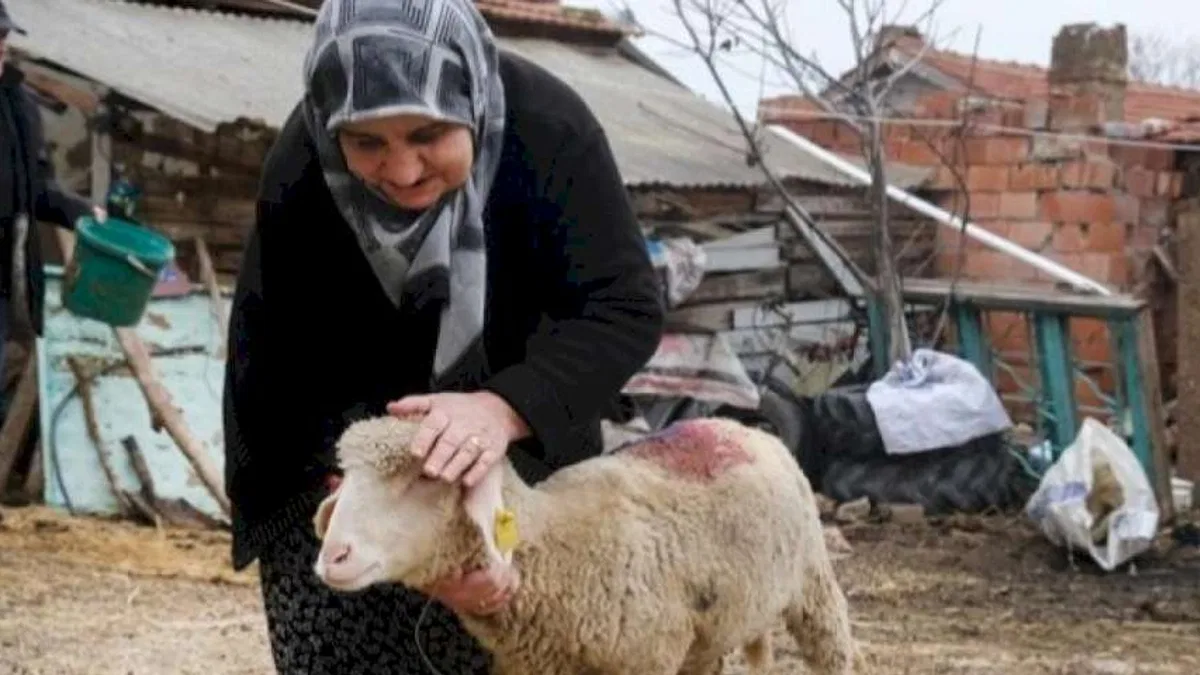 Eskişehir Büyükşehir'den üreticiye küçükbaş desteği