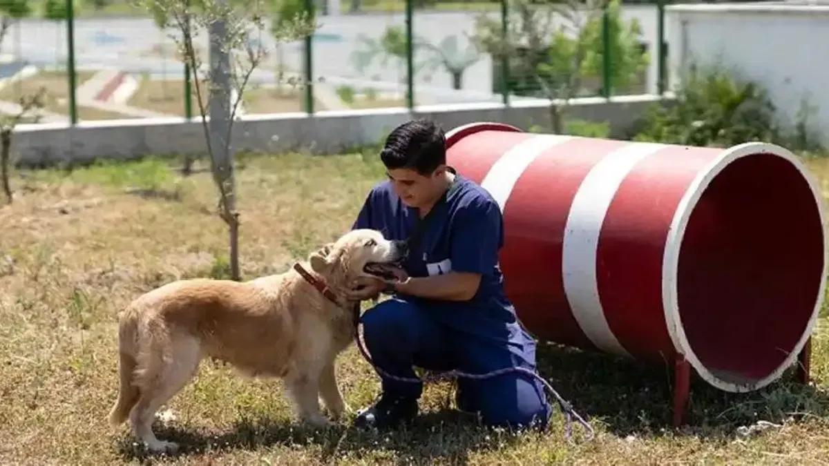 Pako ve bakımevlerindeki patili dostlar İzmir'de ailelerini arıyor