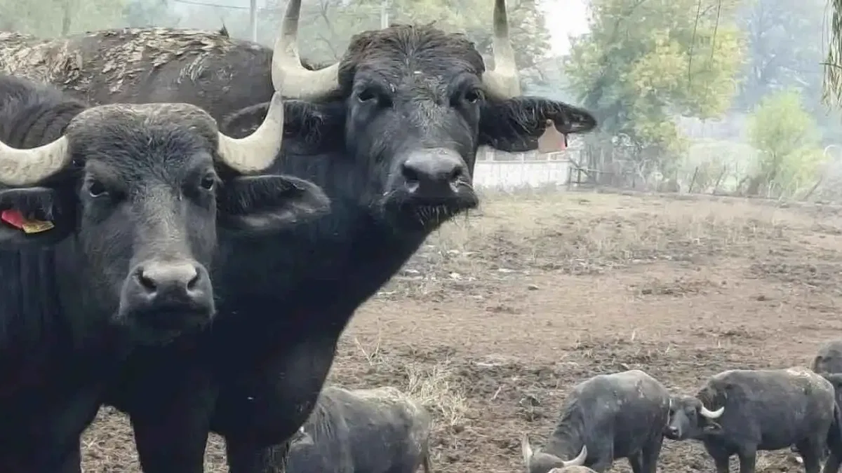 Kocaeli’de manda desteğiyle verim arttı